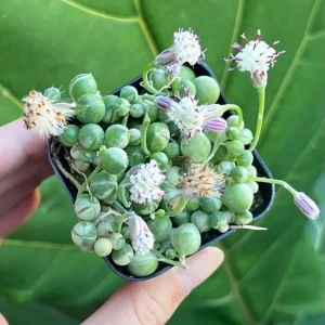Variegated String of Pearls Live Trailing Succulent Plant - 2, 4, 6 inch Pot - Image 4