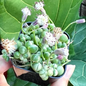 Variegated String of Pearls Live Trailing Succulent Plant - 2, 4, 6 inch Pot - Image 5