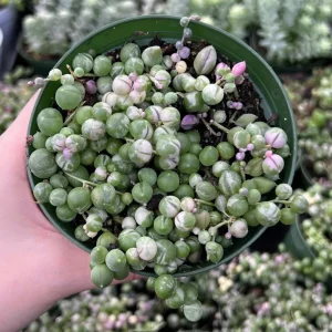 Variegated String of Pearls Live Trailing Succulent Plant - 2, 4, 6 inch Pot - Image 6