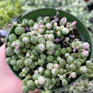 Variegated String of Pearls Live Trailing Succulent Plant - 2, 4, 6 inch Pot - Image 7
