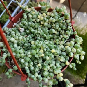 Variegated String of Pearls Live Trailing Succulent Plant - 2, 4, 6 inch Pot - Image 8