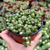 Variegated String of Pearls Live Trailing Succulent Plant - 2, 4, 6 inch Pot - Image 1
