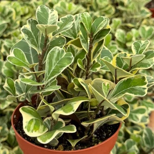 Variegated Triangle Fig Live Plant - Ficus Triangularis Variegata in 4 Inch Pot, Indoor - Image 1