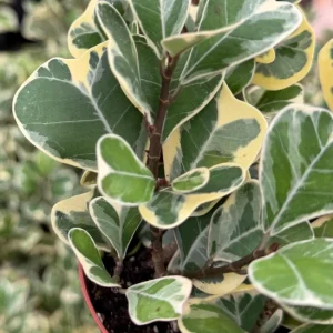 Variegated Triangle Fig Live Plant - Ficus Triangularis Variegata in 4 Inch Pot, Indoor - Image 2