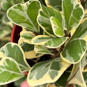 Variegated Triangle Fig Live Plant - Ficus Triangularis Variegata in 4 Inch Pot, Indoor - Image 3