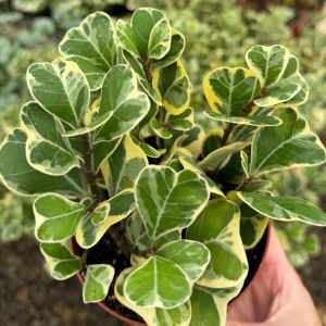 Variegated Triangle Fig Live Plant - Ficus Triangularis Variegata in 4 Inch Pot, Indoor - Image 4