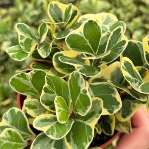 Variegated Triangle Fig Live Plant - Ficus Triangularis Variegata in 4 Inch Pot, Indoor - Image 5