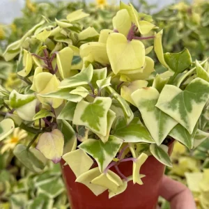 Variegated Wax Ivy Live Plant – Scindapsus Pictus 'Argyraeus' – Easy Care Trailing Houseplant – 4 or 6 in Pot - Image 2