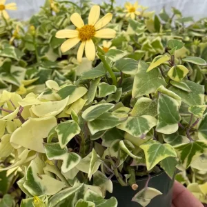 Variegated Wax Ivy Live Plant – Scindapsus Pictus 'Argyraeus' – Easy Care Trailing Houseplant – 4 or 6 in Pot - Image 3