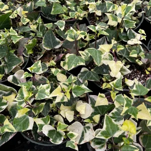 Variegated Wax Ivy Live Plant – Scindapsus Pictus 'Argyraeus' – Easy Care Trailing Houseplant – 4 or 6 in Pot - Image 4