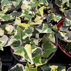 Variegated Wax Ivy Live Plant – Scindapsus Pictus 'Argyraeus' – Easy Care Trailing Houseplant – 4 or 6 in Pot - Image 5