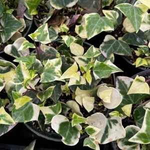 Variegated Wax Ivy Live Plant – Scindapsus Pictus 'Argyraeus' – Easy Care Trailing Houseplant – 4 or 6 in Pot - Image 6