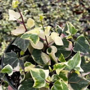 Variegated Wax Ivy Live Plant – Scindapsus Pictus 'Argyraeus' – Easy Care Trailing Houseplant – 4 or 6 in Pot - Image 7