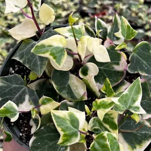 Variegated Wax Ivy Live Plant – Scindapsus Pictus 'Argyraeus' – Easy Care Trailing Houseplant – 4 or 6 in Pot - Image 8