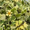 Variegated Wax Ivy Live Plant – Scindapsus Pictus 'Argyraeus' – Easy Care Trailing Houseplant – 4 or 6 in Pot - Image 1