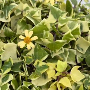 Variegated Wax Ivy Live Plant – Scindapsus Pictus 'Argyraeus' – Easy Care Trailing Houseplant – 4 or 6 in Pot - Image 1