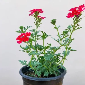Verbena Homestead Red Live Plants | Pack of 2 (TWO) | 5-9" Tall | Glandularia Canadensis - Image 2