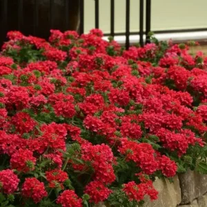 Verbena Homestead Red Live Plants | Pack of 2 (TWO) | 5-9" Tall | Glandularia Canadensis - Image 3