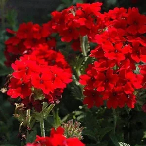 Verbena Homestead Red Live Plants | Pack of 2 (TWO) | 5-9" Tall | Glandularia Canadensis - Image 4