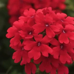Verbena Homestead Red Live Plants | Pack of 2 (TWO) | 5-9" Tall | Glandularia Canadensis - Image 5