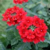 Verbena Homestead Red Live Plants | Pack of 2 (TWO) | 5-9" Tall | Glandularia Canadensis - Image 1