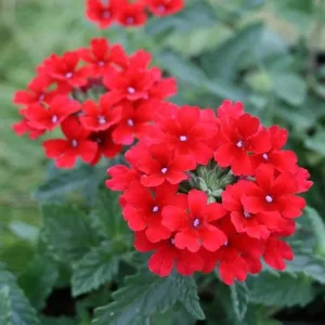 Verbena Homestead Red Live Plants | Pack of 2 (TWO) | 5-9" Tall | Glandularia Canadensis - Image 1