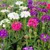Verbena Live Plant - 2-5" Tall, Flowering Pollinator, Garden & Containers - Image 1