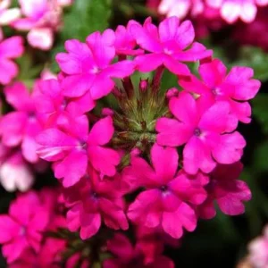 Verbena St. Paul Pink Live Plant, 2-Pack, 5-9" Tall, Pink Flowers, Full Sun - Image 2