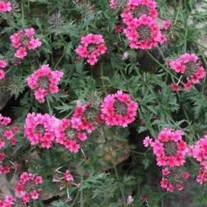 Verbena St. Paul Pink Live Plant, 2-Pack, 5-9