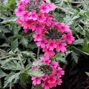 Verbena St. Paul Pink Live Plant, 2-Pack, 5-9