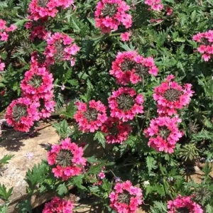 Verbena St. Paul Pink Live Plant, 2-Pack, 5-9