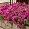 Verbena St. Paul Pink Live Plant, 2-Pack, 5-9" Tall, Pink Flowers, Full Sun - Image 1