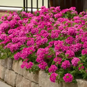 Verbena St. Paul Pink Live Plant, 2-Pack, 5-9" Tall, Pink Flowers, Full Sun - Image 1