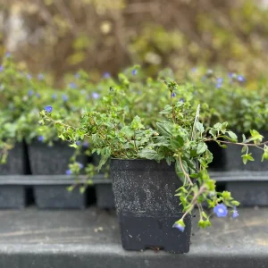 Veronica Georgia Blue Creeping Speedwell Live Plant - Perennial Groundcover - Image 2