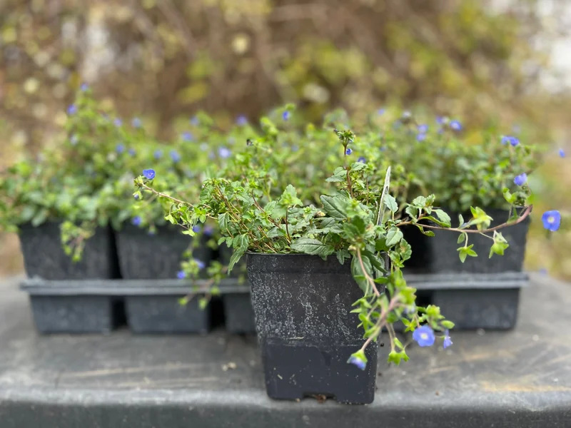 Veronica Georgia Blue Creeping Speedwell Live Plant - Perennial Groundcover - Image 2