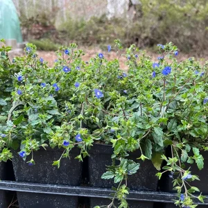 Veronica Georgia Blue Creeping Speedwell Live Plant - Perennial Groundcover - Image 3