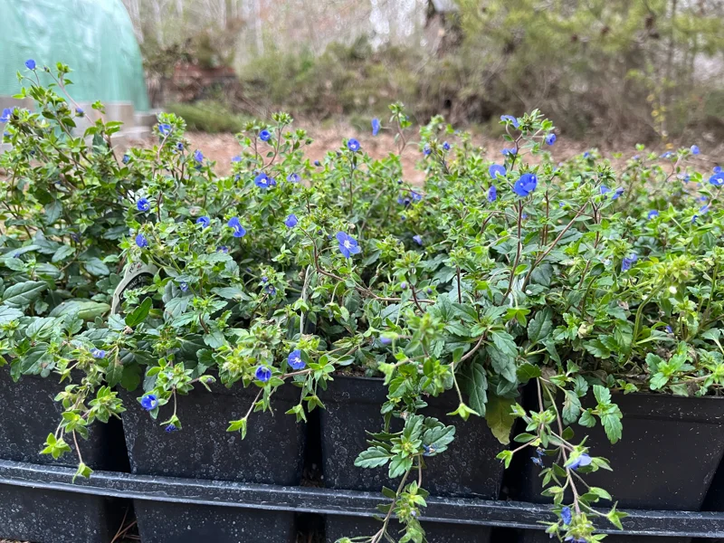 Veronica Georgia Blue Creeping Speedwell Live Plant - Perennial Groundcover - Image 3