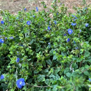 Veronica Georgia Blue Creeping Speedwell Live Plant - Perennial Groundcover - Image 4