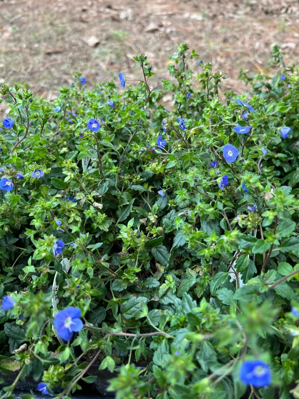 Veronica Georgia Blue Creeping Speedwell Live Plant - Perennial Groundcover - Image 4
