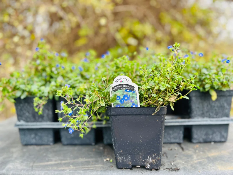Veronica Georgia Blue Creeping Speedwell Live Plant - Perennial Groundcover - Image 5