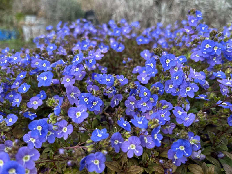 Veronica Georgia Blue Creeping Speedwell Live Plant - Perennial Groundcover - Image 1