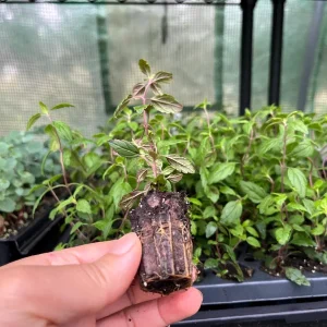 Veronica 'Georgia Blue' Live Plant - Evergreen Groundcover, 6-8 in Tall - Image 4
