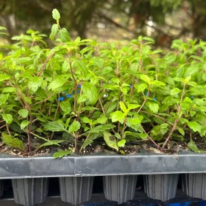 Veronica 'Georgia Blue' Live Plant - Evergreen Groundcover, 6-8 in Tall - Image 6