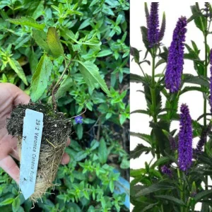 Veronica Speedwell Live Plant Plug - Long-Blooming Perennial for Pollinator Garden, USDA Zones 3-9 - Image 10