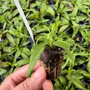 Veronica Speedwell Live Plant Plug - Long-Blooming Perennial for Pollinator Garden, USDA Zones 3-9 - Image 2