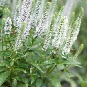 Veronica Speedwell Live Plant Plug - Long-Blooming Perennial for Pollinator Garden, USDA Zones 3-9 - Image 4