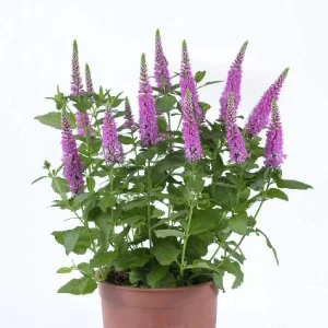 Veronica Speedwell Live Plant Plug - Long-Blooming Perennial for Pollinator Garden, USDA Zones 3-9 - Image 6