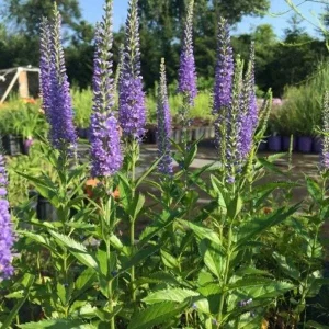 Veronica Speedwell Live Plant Plug - Long-Blooming Perennial for Pollinator Garden, USDA Zones 3-9 - Image 7