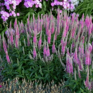 Veronica Speedwell Live Plant Plug - Long-Blooming Perennial for Pollinator Garden, USDA Zones 3-9 - Image 8