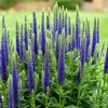 Veronica Speedwell Live Plant Plug - Long-Blooming Perennial for Pollinator Garden, USDA Zones 3-9 - Image 1
